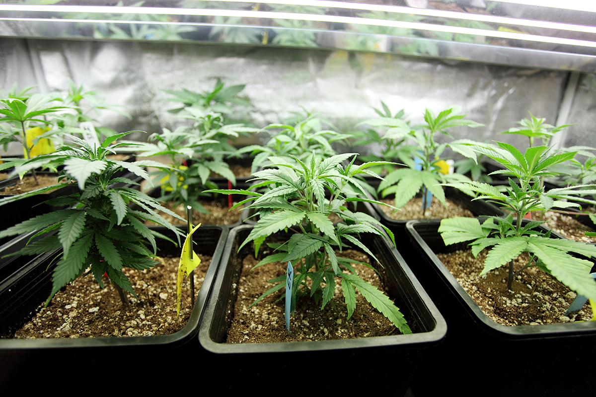 сажают ли за семена марихуаны