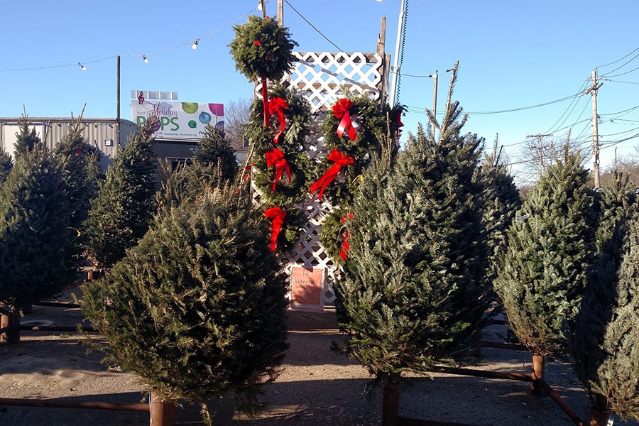 Christmas trees buy deals