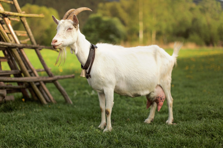 Image result for goat