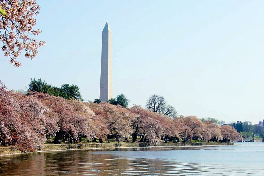 Travel Guide: See Blooming Cherry Blossoms in Washington D.C.